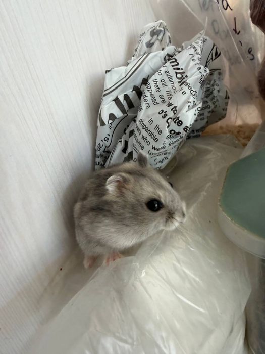 Карликовый хомячок (ручной) мальчики и девочки
