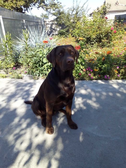 В'язка лабрадора Яготин