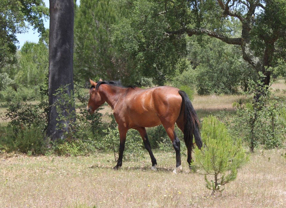 Cavalo Puro Sangue Lusitano - Excelente genealogia, temperamento e andamentos
