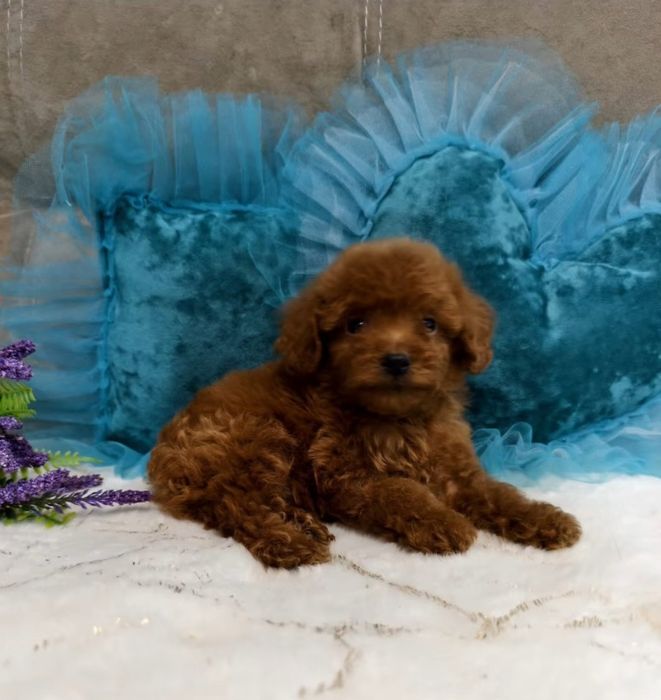 Ред браун той пудель, хлопчик