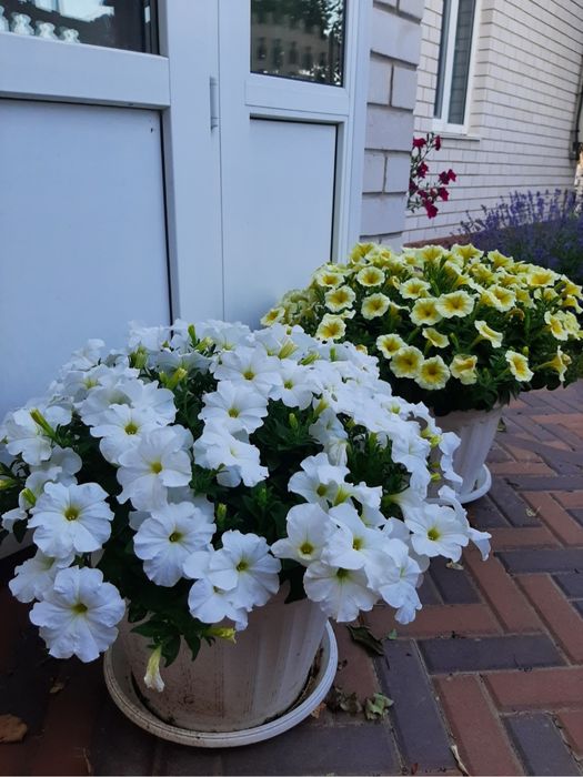 Петунія Тайдал Tidal