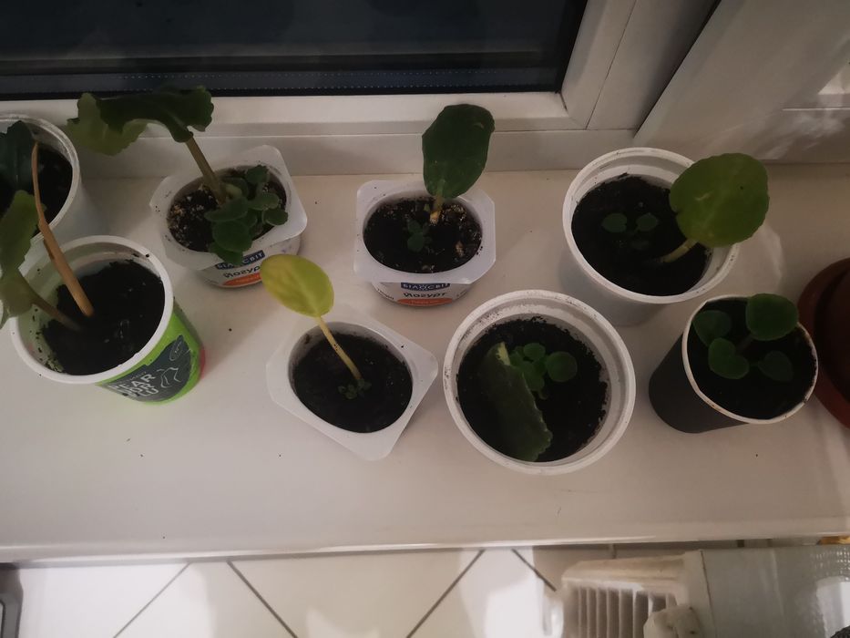 Фіалки укорінені