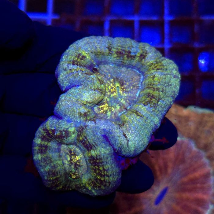 Scolymia double WYSIWYG #4 (koralowce akwarystyka morska )