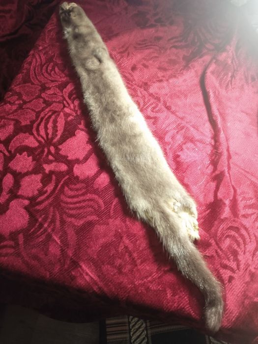 Шкурка- чулок норки