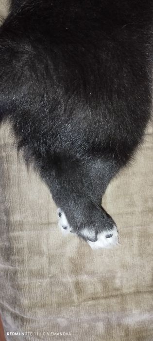 В самі добрі ручки, маленька солоденька булочка