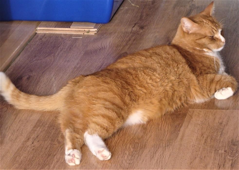 Proszę pomóżcie szukać Leona!