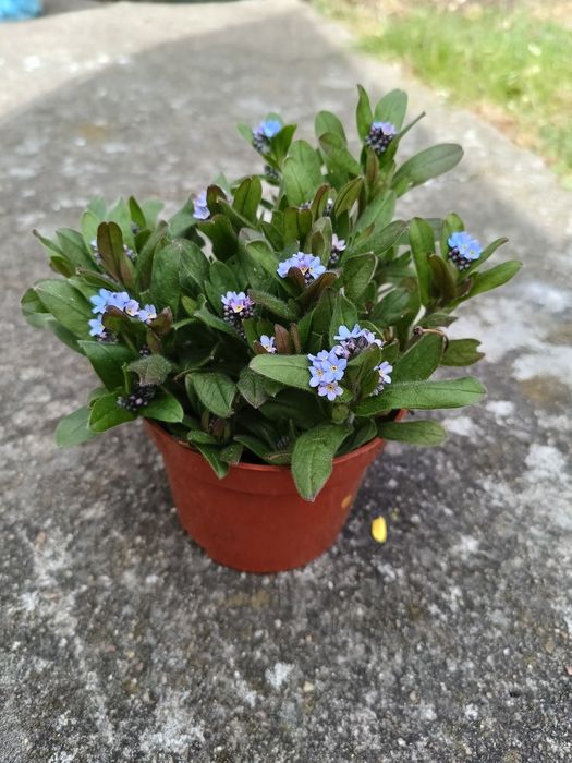 Niezapominajki nadwyżki z ogrodu