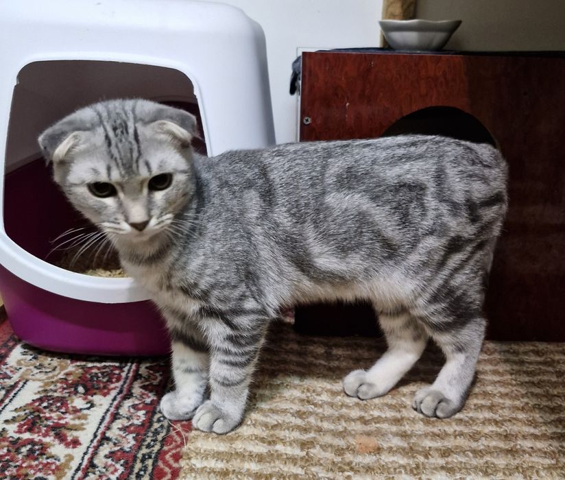 Шотландські дітлахи хлопчики і дівчуля