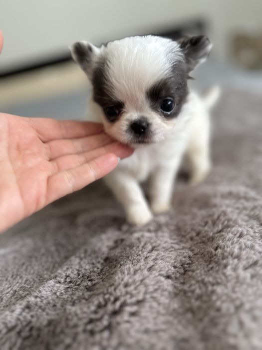 Menino chihuahua pelo longo , mini