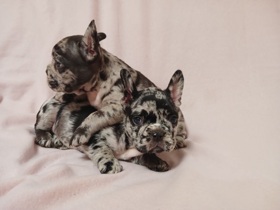 Французский бульдог Собака компаньон