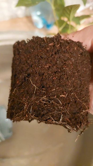 Гортензія ампельна"Runaway Bride" 4річ.