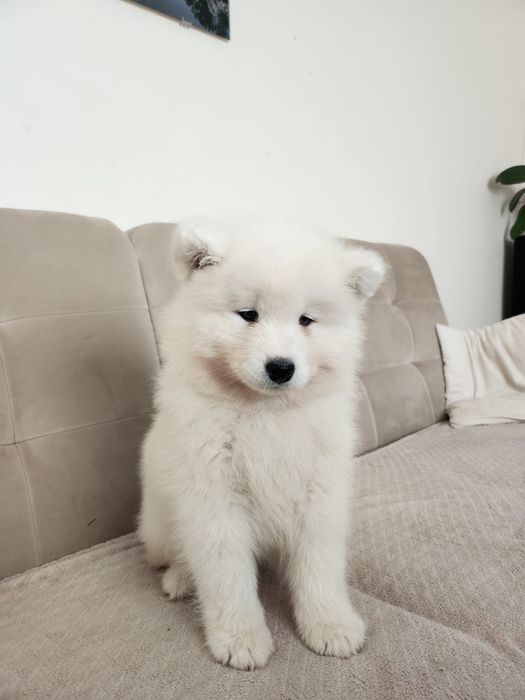 Samoyed, szczeniak, piesek