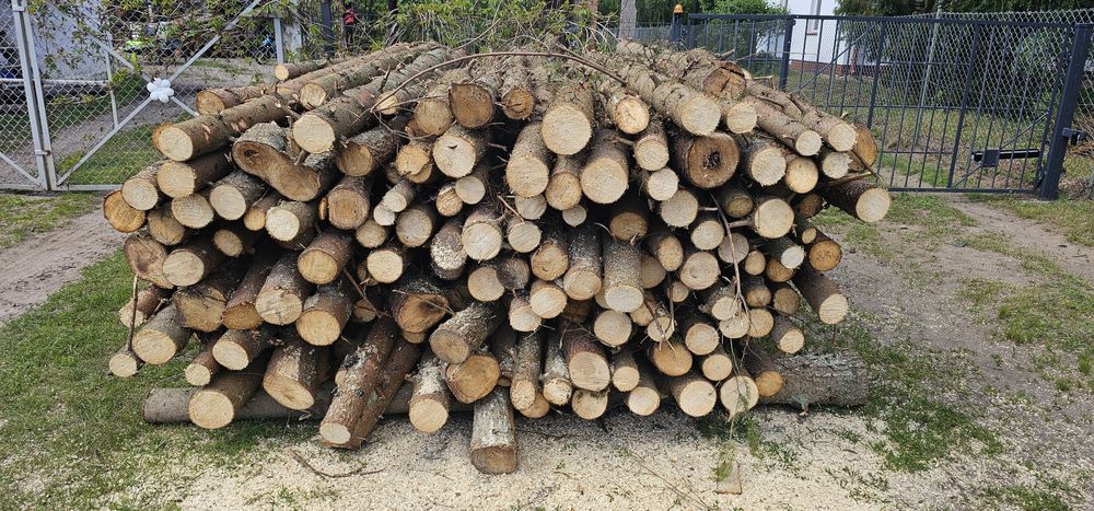 Gałęziówka sosnowa sucha