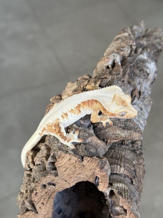 Gekon samica lilly white