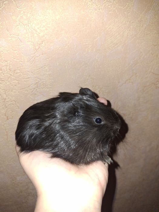 Милі морські свинки