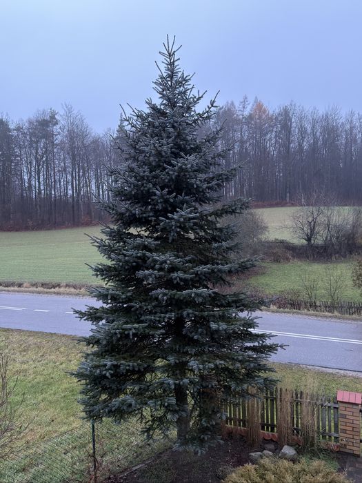 Świerk srebrzysty 6 m