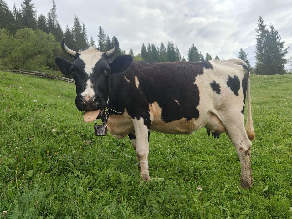 Продам породисту корову, породи ЧОРНА РЯБА недорого...