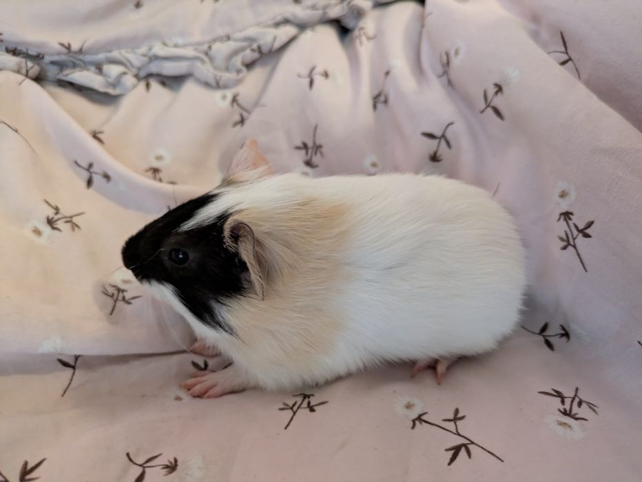 młode małe świnki morskie samczyki samce świnka morska samiec