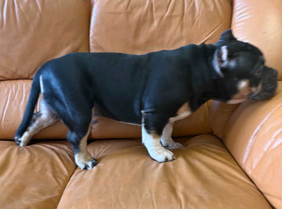 Атлетичний хлопчик Американського Буллі у пошуках нової сімї