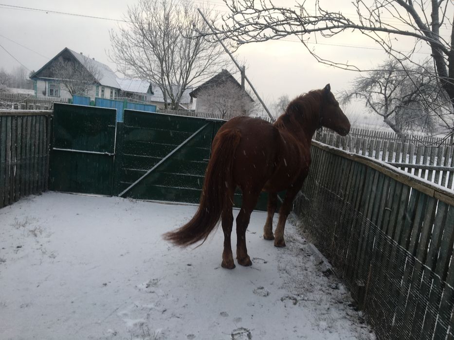 Продам коня