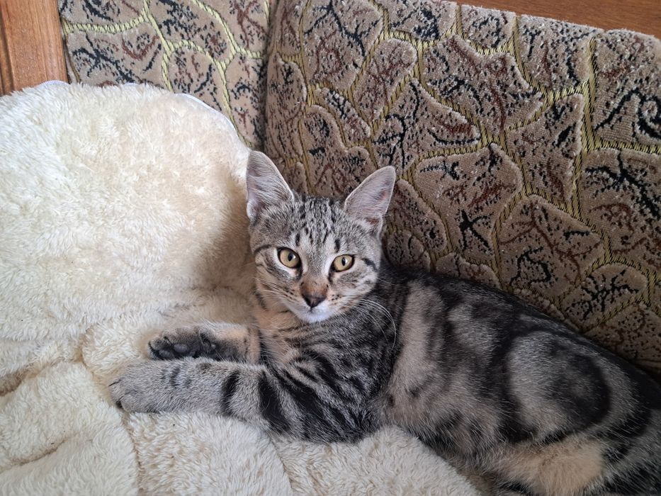 Киця шикарний окрас