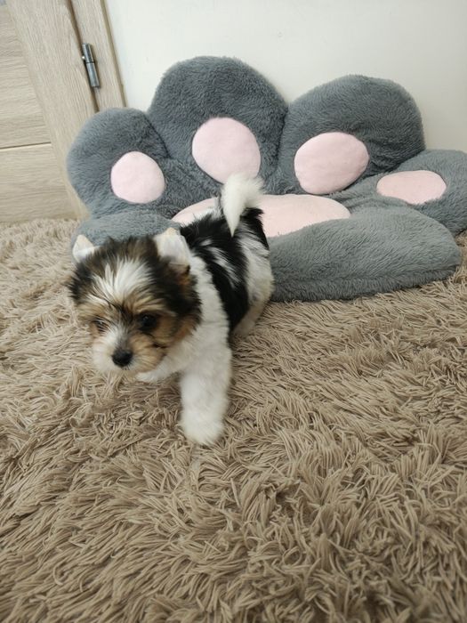 Yorkshire terrier Biewer piesek
