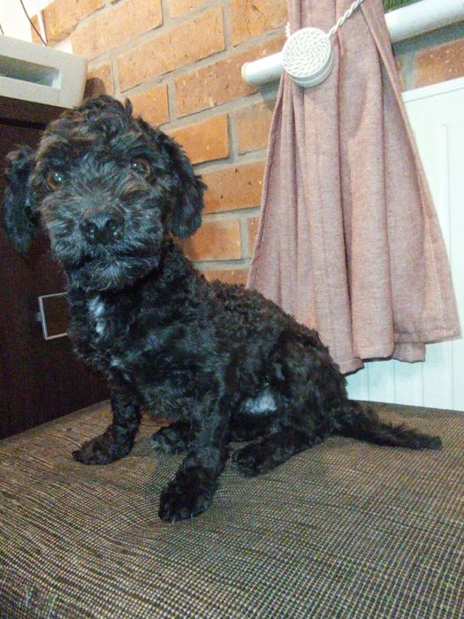 Husar piesek rasy Rosyjska Bolonka Kolorowa