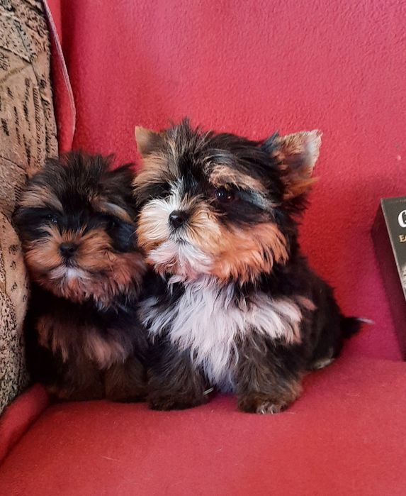 Шикарные девчонки мини