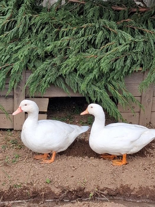 Patos brancos carne