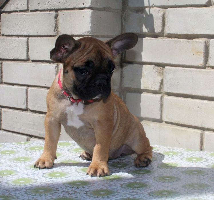 Розкішні французики