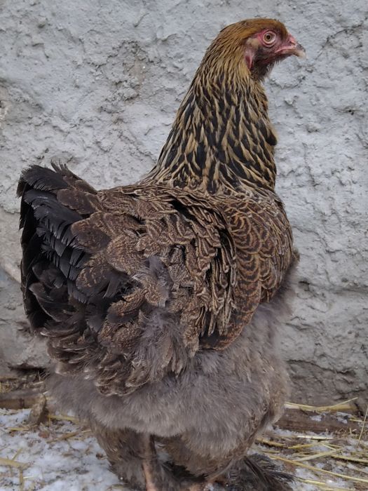 Brahma olbrzymia kury