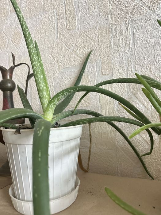 Продам алоє 3-5 річні