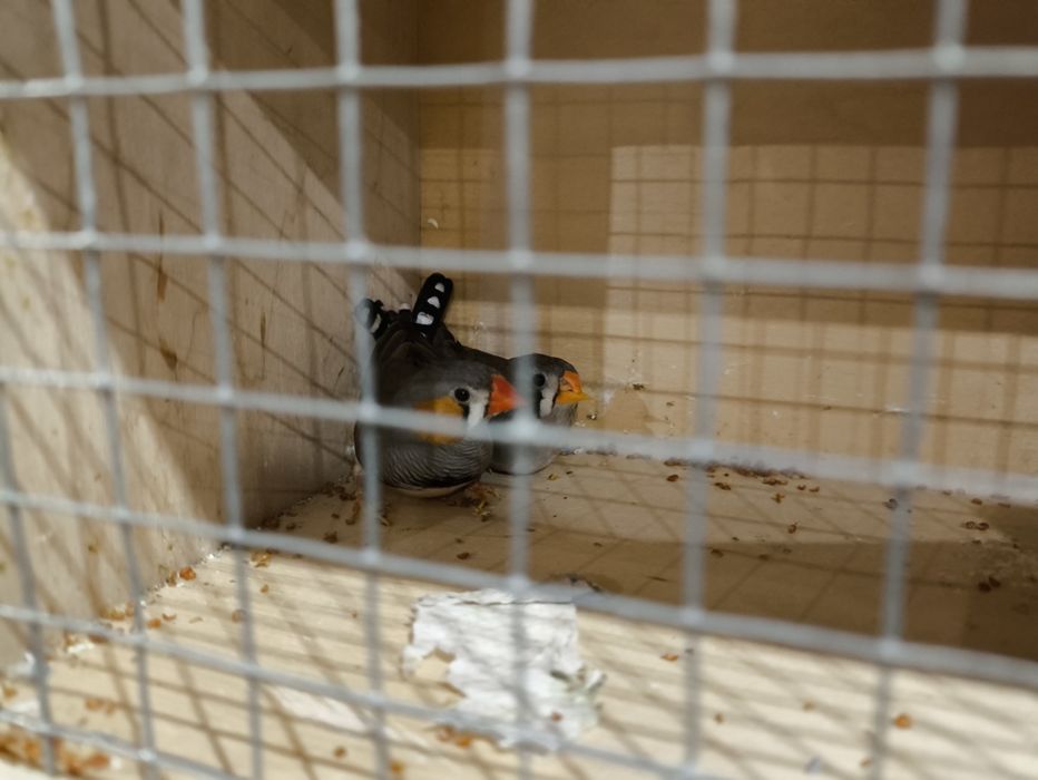 Żeberki. Timorskie para