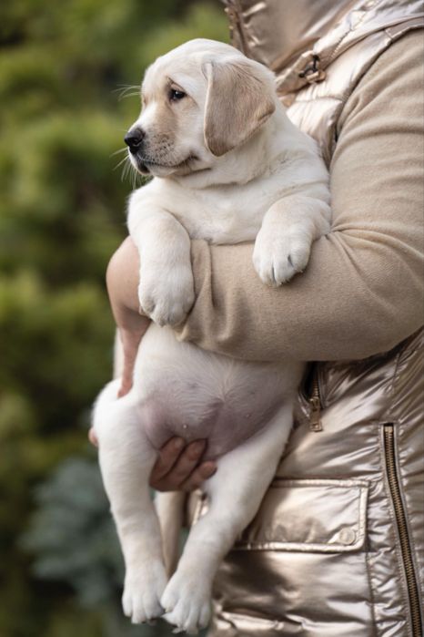 Дівчинка лабрадор КСУ