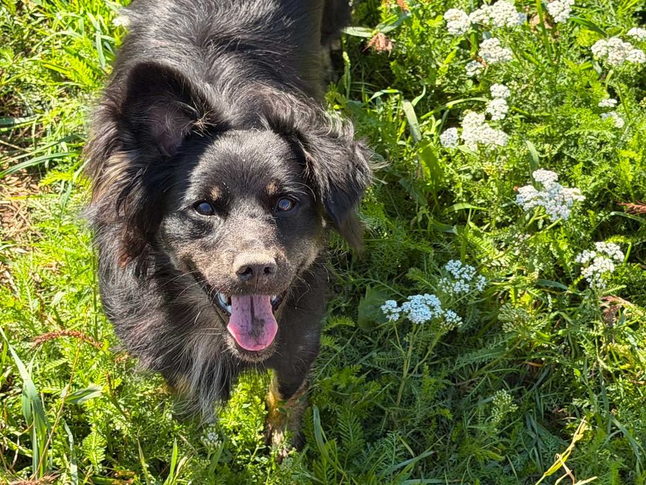 MAGNES – 10 kg czystej radości szuka swojego człowieka