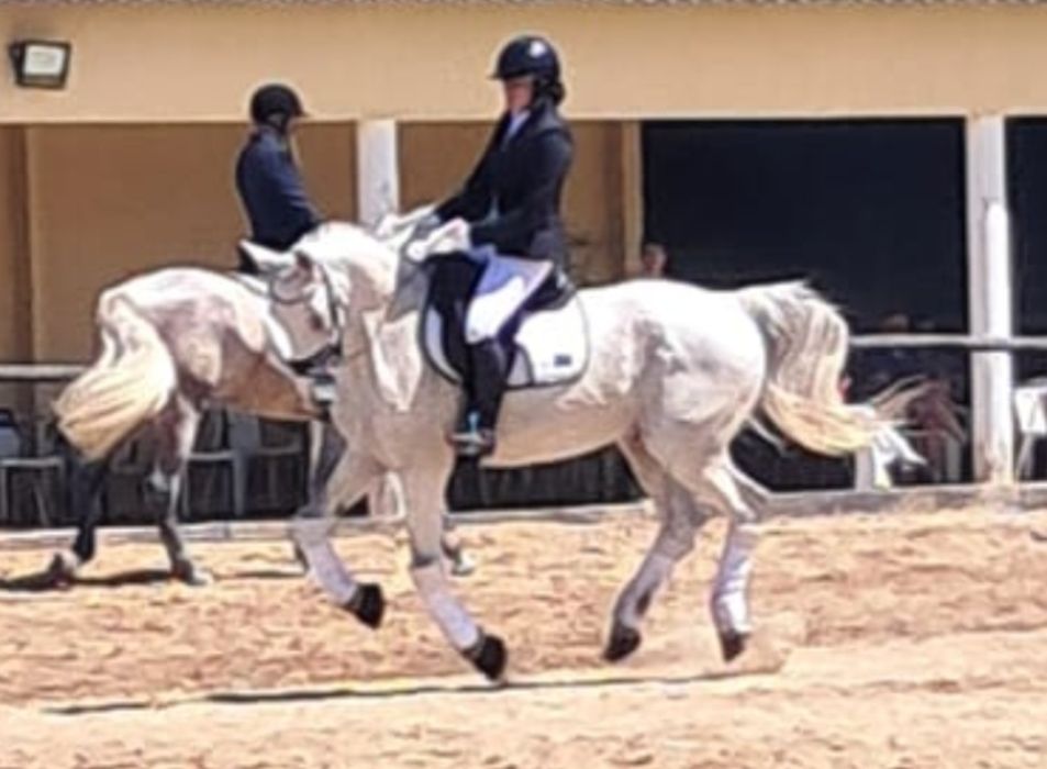 Cavalo KWPN montado e engatado