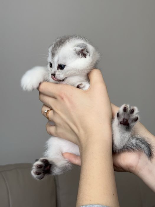 Продаються шотландські кошенята шиншили