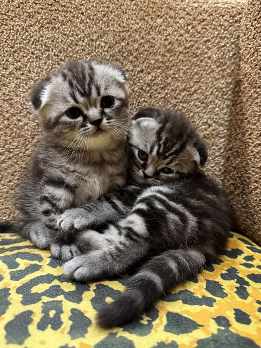Красиві кошенята