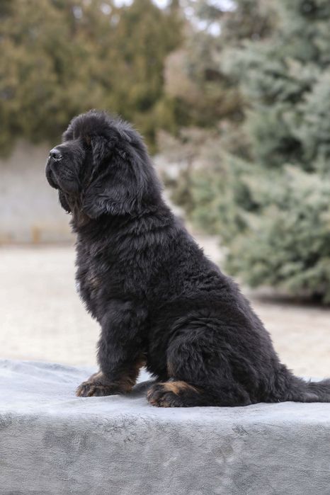 Тибетський мастиф Black & Tan — породисте цуценя від елітних батьків