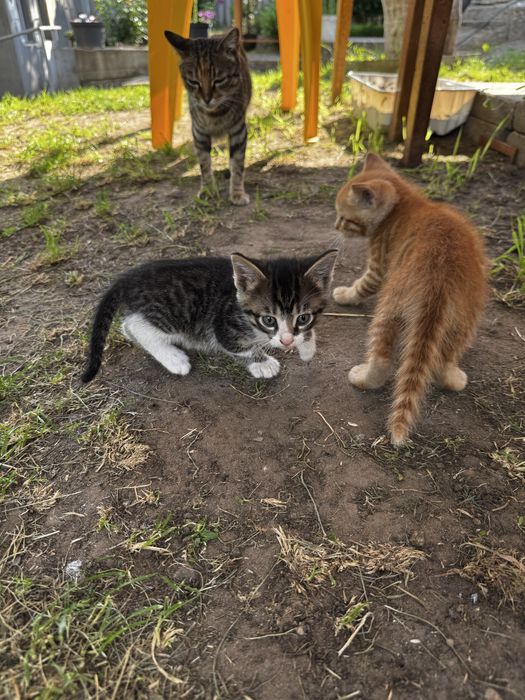 Віддам кошенят даром