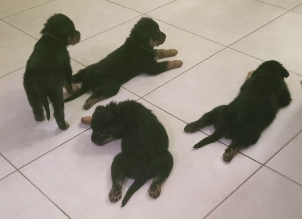 Резерв на породистых щенков ротвейлера.