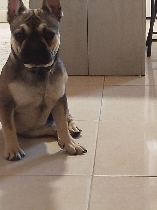 Buldogue francês