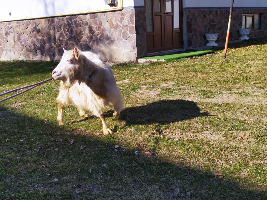 молода коза,дає 3 літри молока.