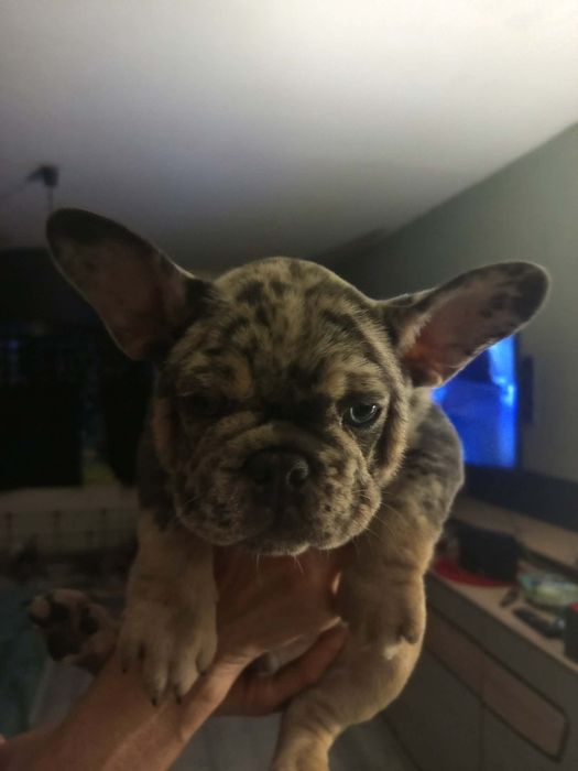 Buldożek francuski.