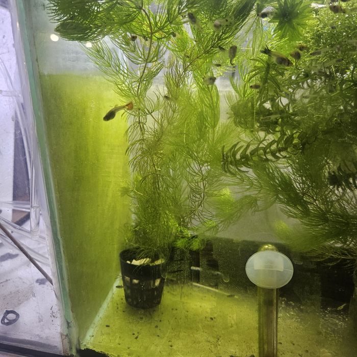 Rogatek roślina akwariowa