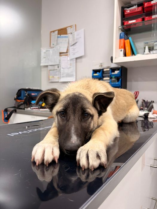 Buddy, para adoção responsável