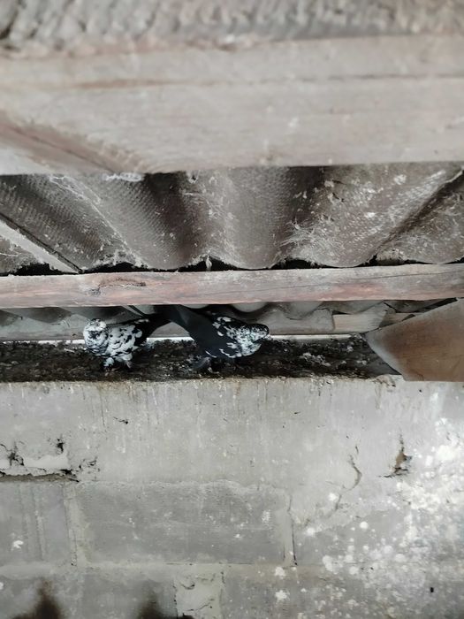 Gołębie motyle warszawskie