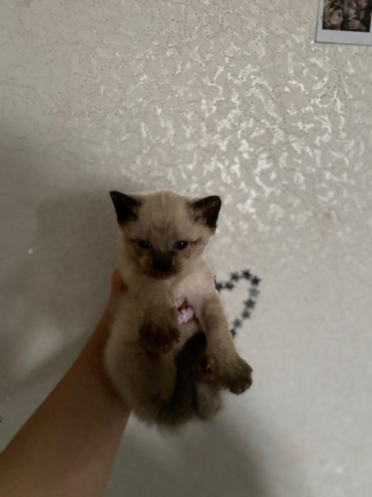 Продаю кошеняток