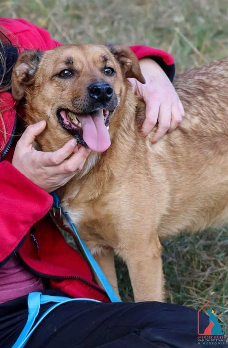 Pies który uwielbia się przytulać, lubi psy i koty - adoptuj