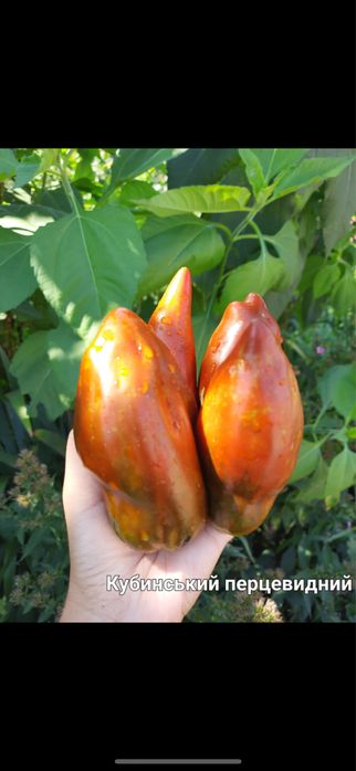 Насіння помідорів сливок, перцевидних сортів. Насіння перців, баклажан